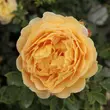Kép 1/3 - Rosa 'Ausgold' - sárga - angol rózsa