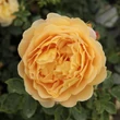 Kép 1/3 - Rosa 'Ausgold' - sárga - angol rózsa