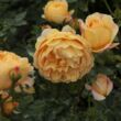 Rosa 'Ausgold' - sárga - angol rózsa