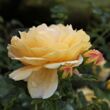 Rosa 'Ausgold' - sárga - angol rózsa