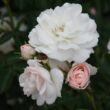 Kép 1/3 - Rosa 'Sümeg' - rózsaszín - virágágyi floribunda rózsa