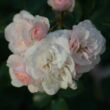 Kép 2/3 - Rosa 'Sümeg' - rózsaszín - virágágyi floribunda rózsa