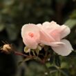Kép 3/3 - Rosa 'Sümeg' - rózsaszín - virágágyi floribunda rózsa