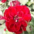 Kép 1/3 - Rosa 'Zenta' - vörös - törpe - mini rózsa