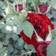 Rosa 'Zenta' - vörös - törpe - mini rózsa