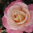 Kép 1/3 - Rosa 'Cosmopolitan™' - rózsaszín - teahibrid rózsa