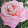 Rosa 'Cosmopolitan™' - rózsaszín - teahibrid rózsa
