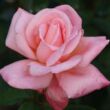 Rosa 'Cosmopolitan™' - rózsaszín - teahibrid rózsa