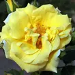 Kép 1/3 - Rosa 'Skóciai Szent Margit' - sárga - parkrózsa