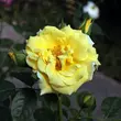 Kép 2/3 - Rosa 'Skóciai Szent Margit' - sárga - parkrózsa