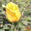 Rosa 'Skóciai Szent Margit' - sárga - parkrózsa