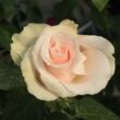 Kép 1/3 - Rosa 'Csini Csani' - rózsaszín - teahibrid rózsa