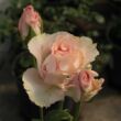Rosa 'Csini Csani' - rózsaszín - teahibrid rózsa