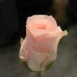 Kép 3/3 - Rosa 'Csini Csani' - rózsaszín - teahibrid rózsa