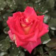 Kép 1/3 - Rosa 'Magyarok Nagyasszonya' - sárga - rózsaszín - teahibrid rózsa
