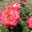 Rosa 'Magyarok Nagyasszonya' - sárga - rózsaszín - teahibrid rózsa