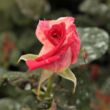 Rosa 'Magyarok Nagyasszonya' - sárga - rózsaszín - teahibrid rózsa