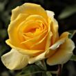 Kép 1/3 - Rosa 'Csodálatos Mandarin' - sárga - teahibrid rózsa