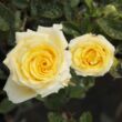 Rosa 'Csodálatos Mandarin' - sárga - teahibrid rózsa