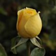 Kép 3/3 - Rosa 'Csodálatos Mandarin' - sárga - teahibrid rózsa
