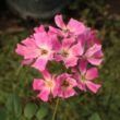 Kép 1/3 - Rosa 'Ernye' - rózsaszín - törpe - mini rózsa