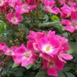 Rosa 'Ernye' - rózsaszín - törpe - mini rózsa