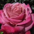 Kép 2/3 - Rosa 'Fabulous™' - rózsaszín - teahibrid rózsa