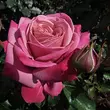Kép 3/3 - Rosa 'Fabulous™' - rózsaszín - teahibrid rózsa