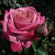 Kép 3/3 - Rosa 'Fabulous™' - rózsaszín - teahibrid rózsa