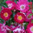 Kép 2/3 - Rosa 'Lipstick®' - rózsaszín - talajtakaró rózsa