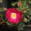 Rosa 'Lipstick®' - rózsaszín - talajtakaró rózsa