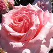 Kép 1/3 - Rosa 'Gorgeous Girl™' - rózsaszín - teahibrid rózsa