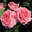 Kép 2/3 - Rosa 'Gorgeous Girl™' - rózsaszín - teahibrid rózsa