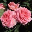 Rosa 'Gorgeous Girl™' - rózsaszín - teahibrid rózsa