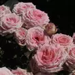 Kép 3/3 - Rosa 'Gorgeous Girl™' - rózsaszín - teahibrid rózsa