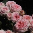 Rosa 'Gorgeous Girl™' - rózsaszín - teahibrid rózsa