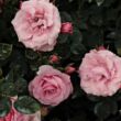 Rosa 'Regéc' - rózsaszín - virágágyi floribunda rózsa
