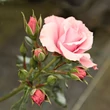 Kép 3/3 - Rosa 'Regéc' - rózsaszín - virágágyi floribunda rózsa