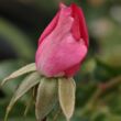 Rosa 'Kempelen Farkas emléke' - rózsaszín - virágágyi polianta rózsa
