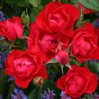 Kép 1/3 - Rosa 'Black Forest Rose®' - vörös - virágágyi floribunda rózsa