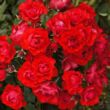 Rosa 'Black Forest Rose®' - vörös - virágágyi floribunda rózsa