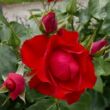 Rosa 'Black Forest Rose®' - vörös - virágágyi floribunda rózsa