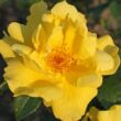 Kép 1/3 - Rosa 'Lemon Fizz®' - sárga - virágágyi floribunda rózsa