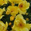 Rosa 'Lemon Fizz®' - sárga - virágágyi floribunda rózsa