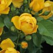 Rosa 'Lemon Fizz®' - sárga - virágágyi floribunda rózsa