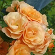 Kép 2/3 - Rosa 'Portoroź' - narancssárga - virágágyi floribunda rózsa