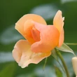 Kép 3/3 - Rosa 'Portoroź' - narancssárga - virágágyi floribunda rózsa