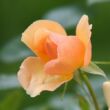 Rosa 'Portoroź' - narancssárga - virágágyi floribunda rózsa