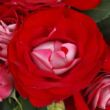 Kép 1/3 - Rosa 'Rose Der Einheit®' - vörös - virágágyi floribunda rózsa