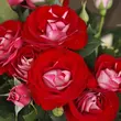 Kép 2/3 - Rosa 'Rose Der Einheit®' - vörös - virágágyi floribunda rózsa